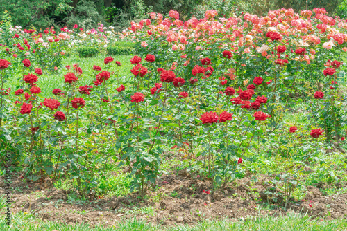Roses grow in a garden in sunny weather