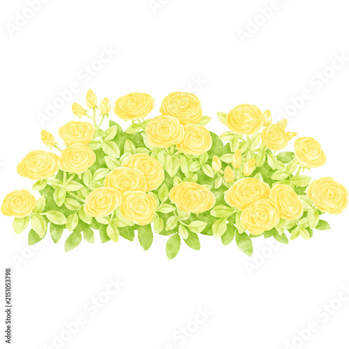 rose shrub