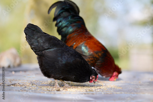 Obraz na płótnie A black hen and a colorful rooster peck at feed on a farm