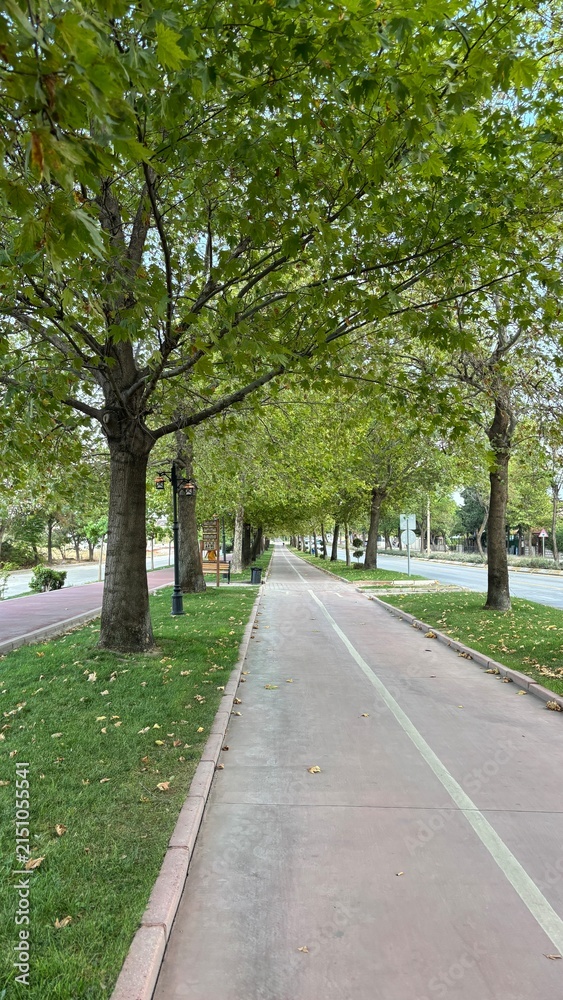 Fototapeta premium Perspective view of paved bike path lined with lush green trees in public park