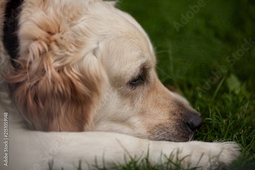 Принти на полотні Golden retriever resting on grass, illustrating pet health and tick prevention