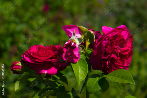 historische Strauchrose