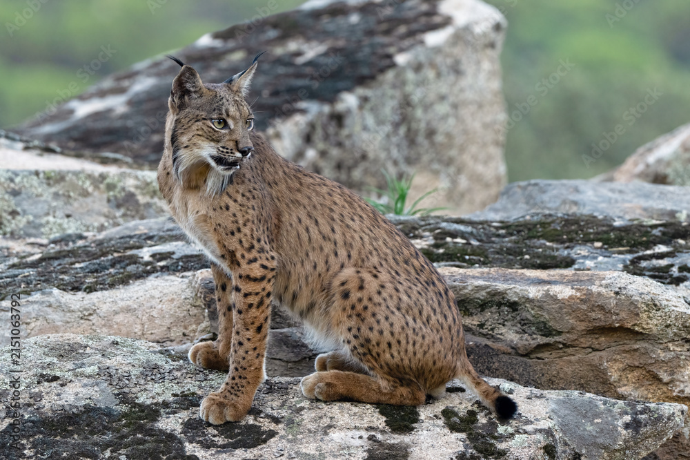 Obraz premium Iberian Lynx (Lynx pardinus) Sierra de Andújar, Andalucia, Spain