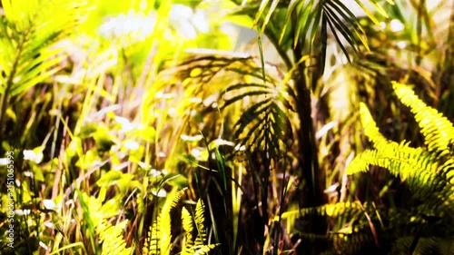 Sunlight shines on green ferns and small blue flowers in a forest. The plants grow thickly along the ground. Nature shows its vibrant life in this quiet space.