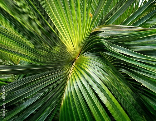 green sunbeam palm leaves