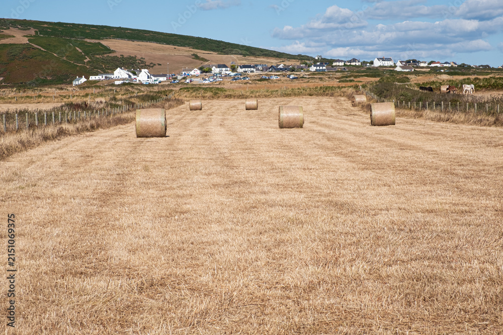 Obraz premium A dry summer hayfield dotted with round bales stretches towards a Welsh coastal village, with rolling hills, grazing horses and a bright sky creating a peaceful rural scene.