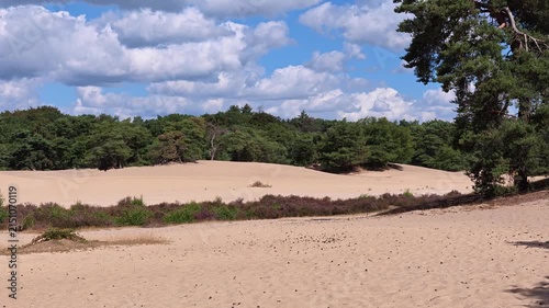 Panning Shot of Soesterduinen Sand Dunes and Blooming Heather