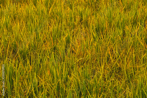 Canvas Print Top-Down View of Golden Yellow Golden Rice Field Ready for Harvest
