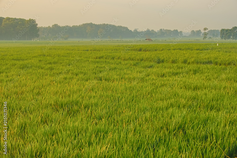 Obraz premium Vast green rice field landscape with hazy forest background in Subang West Java