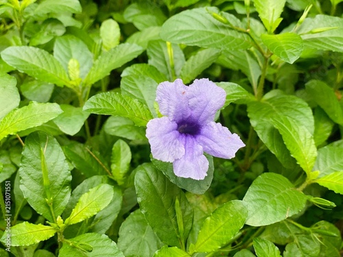 Vibrant purple Mexican petunia ruellia flower blooming in green foliage
