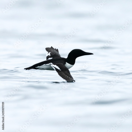 Common Loon Swimming on Calm Water Surface.