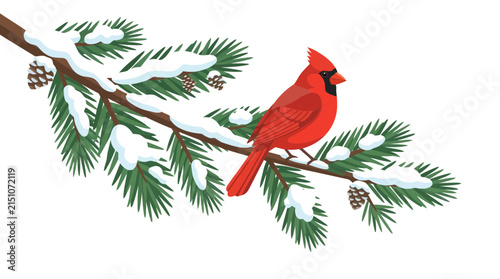 Bright red cardinal bird perched on snowy pine tree branch with pinecones in winter nature illustration