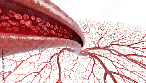 3D medical visualization of human blood vessels and flowing red blood cells in an artery.