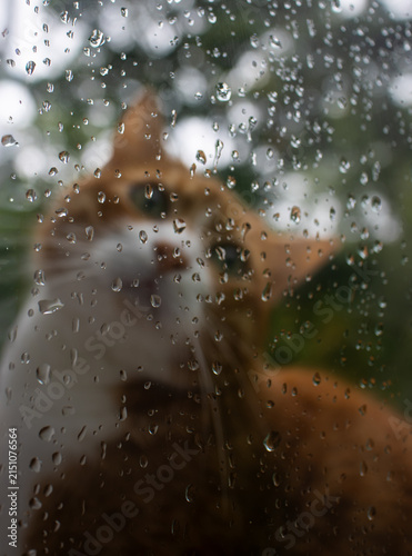 Blurred Cat Behind Rain-Covered Window Glass