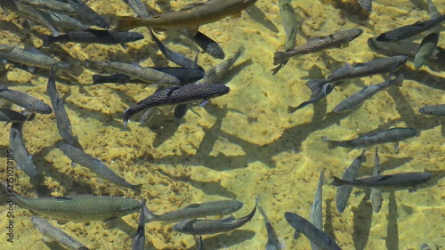 School of trouts swimming in a clear water fish pond. Many fish swimming together in a natural freshwater pond.