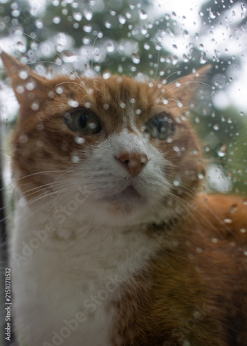 A cat outside the window in raindrops