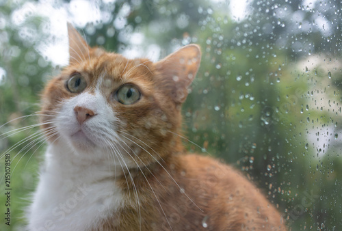 Fotografie Ginger Cat Gazing Through Rain-Speckled Window