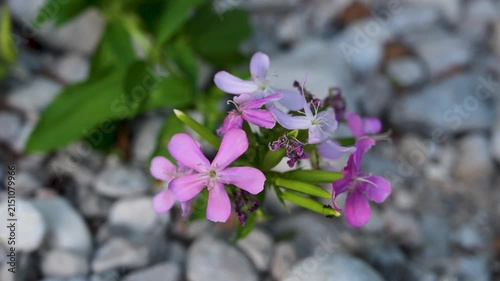 Soapwort flower blooming by the river. Saponaria officinalis plant with delicate pink and white blossoms.