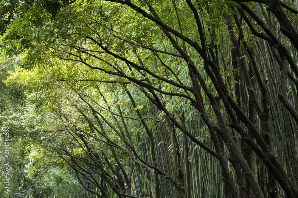 Fototapeta premium Dense Bamboo Grove with Intertwined Tree Branches