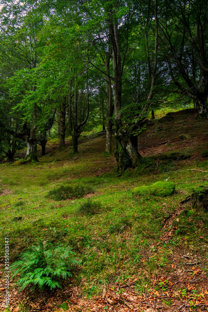 Obraz premium Ancient beech tree covered in green moss with twisted roots in Gorbea Natural Park Basque Country Spain