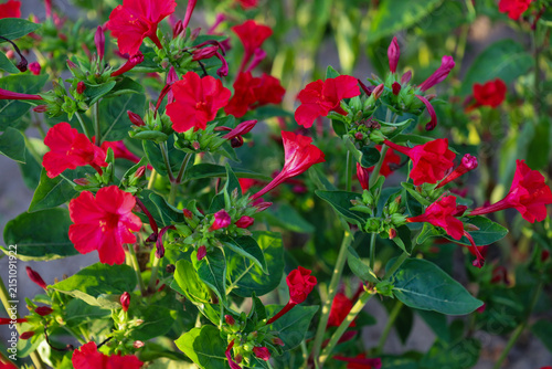 Cuadro en lienzo Vibrant red flowers of marvel of Peru bloom abundantly among dense green leaves in an evening garden