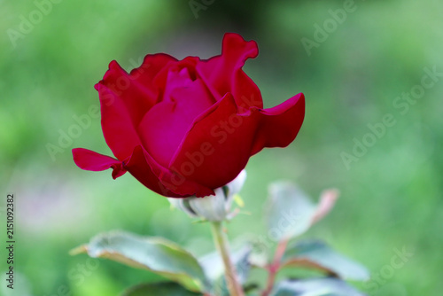 Fotografie ​A luxurious bright red rose gracefully blooms against a soft blurred green background