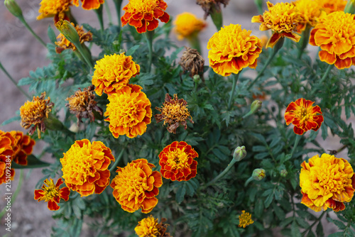 Obraz na plátně Vibrant orange and yellow marigolds bloom abundantly in the garden surrounded by dense green foliage