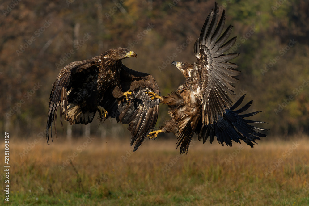Fototapeta premium Eagle battle. White tailed eagles (Haliaeetus albicilla) fighting for food on a field in the forest in Poland