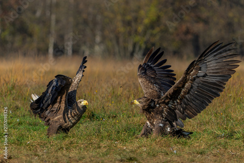 Fotografía Eagle battle