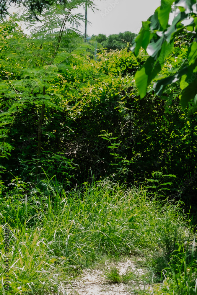 Obraz premium Path through dense greenery in a natural setting during the daytime in summer
