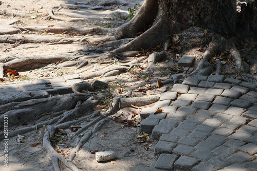Cuadro en lienzo The paving blocks are damaged as tree roots grow underneath, lifting and breaking the brick arrangement, causing uneven surfaces and structural disruption over time
