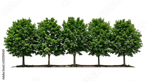A row of five identical green deciduous trees on white background.