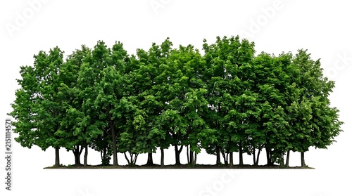 A row of lush green trees isolated on a white background.