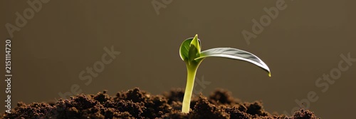 Young green seedling emerging from dark soil, growth concept for sustainable agriculture website banner with copy space for text