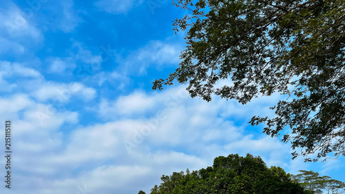 Bild auf Leinwand Blue sky with soft white clouds framed by green tree branches, creating a natura