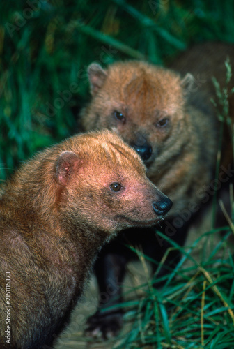 Foto Closeup of a Bush Dog from South America, Speothos venaticus