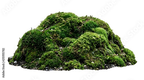 Fresh green forest moss isolated on white background.