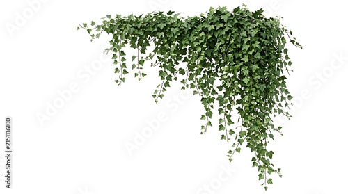 Hanging Ivy Plant Isolated on White Background.