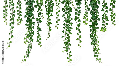 Hanging Green Ivy Leaves Border Isolated on White Background.