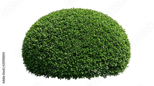Isolated green dome shaped topiary bush on white background.