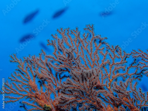 Quadro su tela Red sea fan and fish in the background