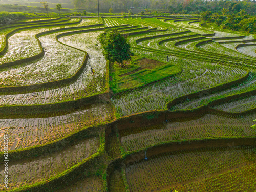 Aerial view of lush green rice terraces at sunrise with golden light reflecting in the water, surrounded by palm trees and misty mountains in Wonosobo, Central Java, Indonesia.