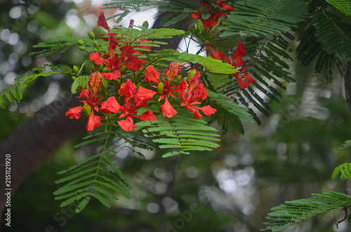 royal poinciana blooms