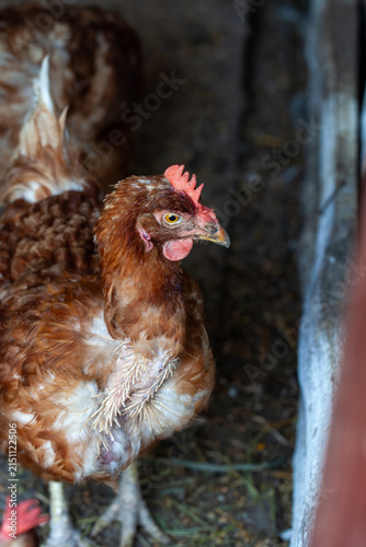 Brown chicken molting feathers showing pin feathers