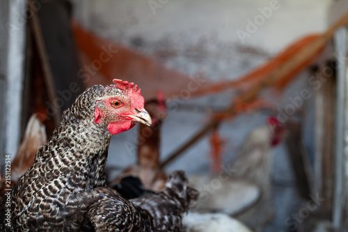 Obraz na plátně Barred plymouth rock chicken observing its coop environment