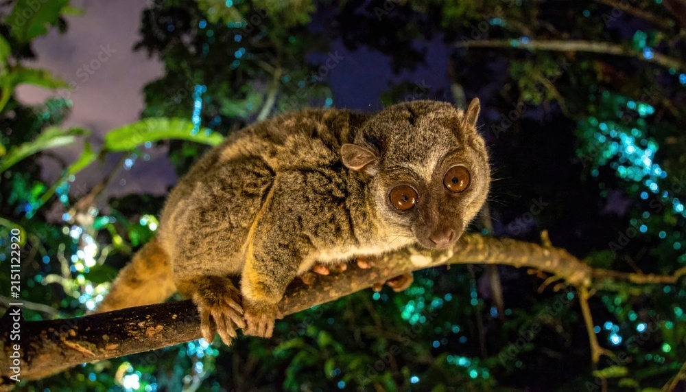 Naklejka premium Bushbaby primate perched on branch at night.