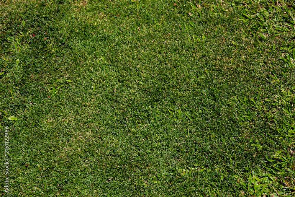 Fototapeta premium Close-up view of green grass in a sunny garden during daytime
