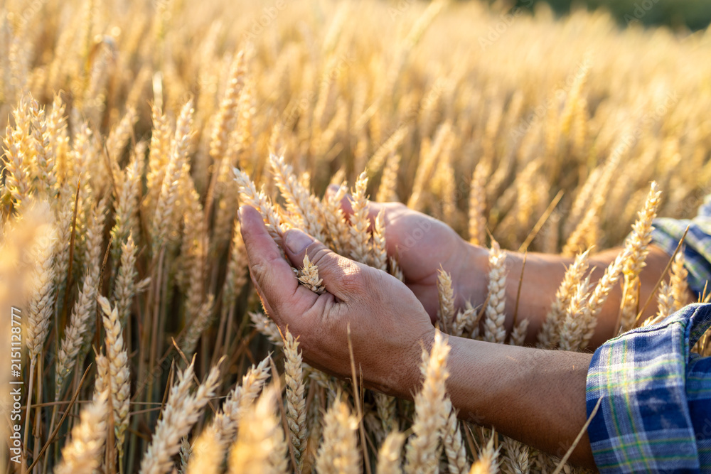 Fototapeta premium Farmer's hands gently touching ripe wheat stalks in a golden field at sunset