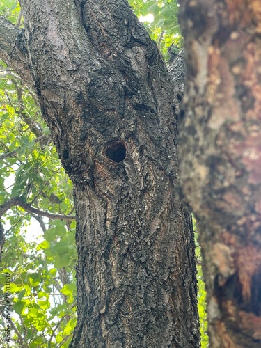 Natural Tree Hollow in a Thick Trunk with Green Leaves and Bright Sunlight in the Forest