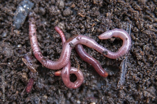 Annelida, clitellata, earthworm, shingles, lumbricidae, oligochaeta, annelids, few bristles, earthworm